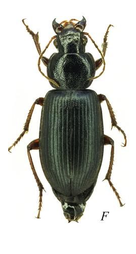 Ophonus stictus